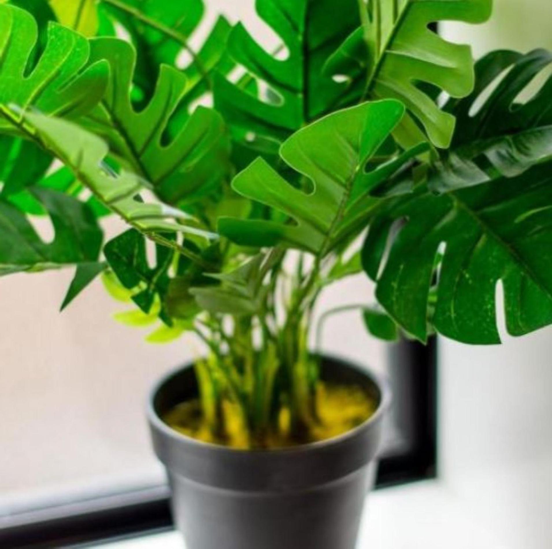 Gorgeous In Green - 2 Bed Central Oasis W/King Bed Christchurch Eksteriør bilde