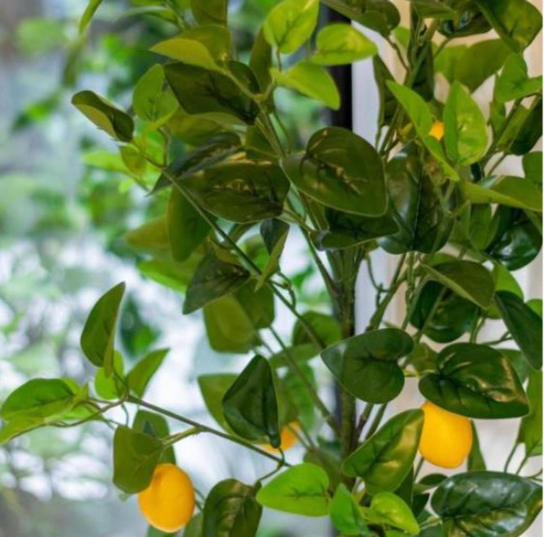 Gorgeous In Green - 2 Bed Central Oasis W/King Bed Christchurch Eksteriør bilde